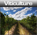 Viticulture